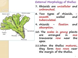 External Morphology of thallus:
7. Rhizoids are unicellular and
unbranched.
8. Two
types
of
rhizoids,
-
smooth
walled
and
tub