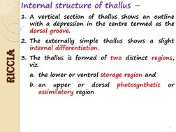 Internal structure of thallus –
1. A vertical section of thallus shows an outline
with a depression in the centre termed as t