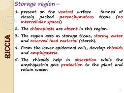 Storage region–
1. present
on
the
ventral
surface
-
formed
of
closely
packed
parenchymatous
tissue
(no
intercellular spaces)
