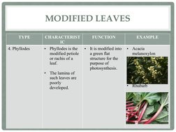 Types of Modified Leaves and Stems | PDF | Leaf | Root