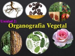 Organografía VegetalUnidad 2:
