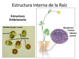 Estructura Interna de la Raíz
Estructura 
Embrionaria
Rizodermis
Corteza
Cilindro 
central
