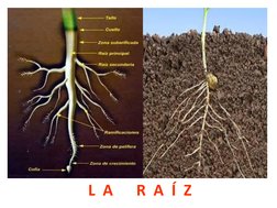 L  A      R  A  Í  Z
