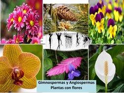 Gimnospermas y Angiospermas
Plantas con flores
