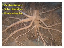 • Geotropismo +
• Sub - cilíndricas
• Punta estrecha
