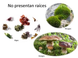 No presentan raíces
Algas
Musgos
Hongos
