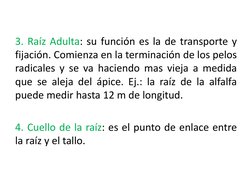 3. Raíz Adulta: su función es la de transporte y
fijación. Comienza en la terminación de los pelos
radicales y se va haciendo
