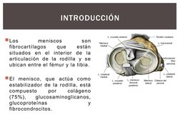 Los 
meniscos 
son 
fibrocartílagos 
que 
están 
situados en el interior de la 
articulación de la rodilla y se 
ubican entr