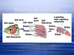 Respiration in Fishes | PDF | Gill | Respiratory System