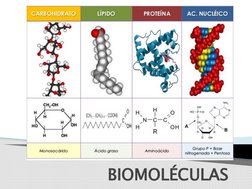 BIOMOLÉCULAS
