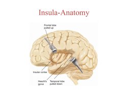 Insular Humunculus Anatomy and Functions of the Insula | PDF | Insular Cortex | Cerebral ...