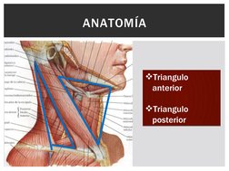 ANATOMÍA
Triangulo 
anterior                 
             
Triangulo 
posterior 
Triangulo 
anterior