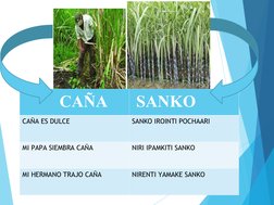 CAÑA
 SANKO
CAÑA ES DULCE 
SANKO IROINTI POCHAARI
MI PAPA SIEMBRA CAÑA
NIRI IPAMKITI SANKO
MI HERMANO TRAJO