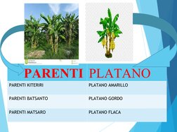 PARENTI PLATANO 
PARENTI KITERIRI 
PLATANO AMARILLO
PARENTI BATSANTO 
PLATANO GORDO
PARENTI MATSARO 
PLATANO FLACA