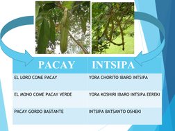 PACAY
 INTSIPA
EL LORO COME PACAY
YORA CHORITO IBARO INTSIPA
EL MONO COME PACAY VERDE 
YORA KOSHIRI IBARO I