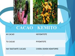                   CACAO  KEMITO 
MI CACAO 
NOYEMITOTE 
TU CACAO 
PIYEMITOTE
HAY BASTANTE CACAOS 
CHORA OSHEKI KEMITOPEE
