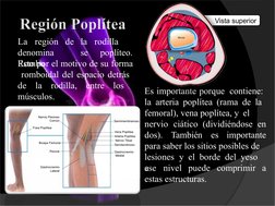 Vista superior
la
rodilla
se
La
región de  
denomina
Rombo
poplíteo.
Esto por el motivo de su forma 
 romboidal del espacio d
