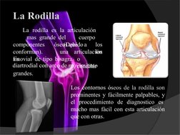 La rodilla es la articulación
mas  grande del
cuerpo
(Debido a
los
los
componentes  
conforman).
Es
óseos que  
una
sinovial
