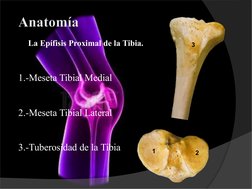 La Epífisis Proximal de la Tibia.
1.-Meseta Tibial Medial
2.-Meseta Tibial Lateral
3.-Tuberosidad de la Tibia
1
2
3
