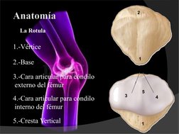 La Rotula
1.-Vértice
2.-Base
3.-Cara articular para cóndilo 
 externo del fémur
4.-Cara articular para cóndilo 
 interno del