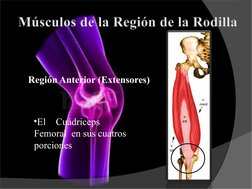 Región Anterior (Extensores)
•El
Cuádriceps
Femoral  en sus cuatros 
porciones
