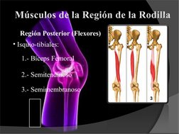 Región Posterior (Flexores)
• Isquio-tibiales:
1.- Bíceps Femoral
2.- Semitendinoso
3.- Semimembranoso
3
lo
