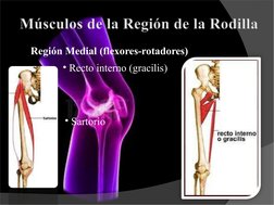 Región Medial (flexores-rotadores)
• Recto interno (gracilis)
• Sartorio
