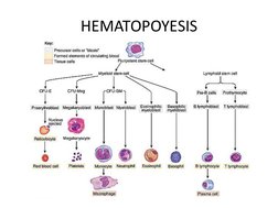 HEMATOPOYESIS
