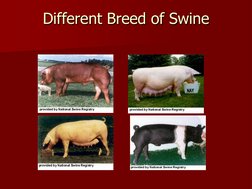 Swine Housing Systems and Requirements | PDF | Domestic Pig | Pig