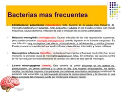 Bacterias mas frecuentes

Streptococcus pneumoniae (neumococo). Esta bacteria es la causa más frecuente de  
meningitis bact