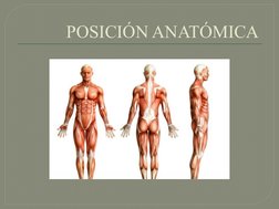 POSICIÓN ANATÓMICA 
