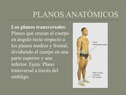 PLANOS ANATÓMICOS
Los planos transversales: 
Planos que cruzan el cuerpo 
en ángulo recto respecto a 
los planos medios y fr