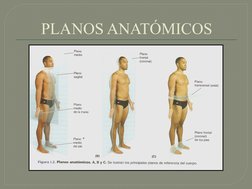 PLANOS ANATÓMICOS
