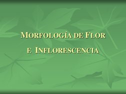MORFOLOGÍA DE FLOR  
E  INFLORESCENCIA 

