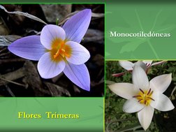 Monocotiledóneas 
Flores  Trímeras 
