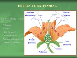 La flor clásica consta 
de: 
• Pedúnculo 
• Tálamo 
• Cáliz (Sépalos) 
• Corola (Pétalos) 
• Androceo (Estambres) 
• Gineceo
