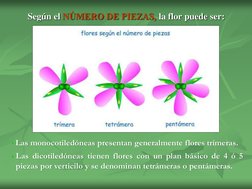 Según el NÚMERO DE PIEZAS, la flor puede ser:  
• Las monocotiledóneas presentan generalmente flores trímeras. 
• Las dicot