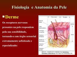Derme
Os receptores nervosos
presentes na pele respondem
pela sua sensibilidade, 
tornando-a um órgão sensorial
extremamente