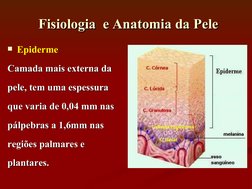 Epiderme
Camada mais externa da
Camada mais externa da
pele, tem uma espessura
pele, tem uma espessura
que varia de 0,04 mm
