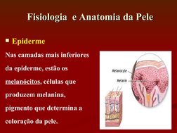 Epiderme
Nas camadas mais inferiores
da epiderme, estão os
melanócitos, células que
produzem melanina,
pigmento que determin