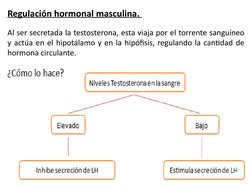 Regulación hormonal masculina. 
Al ser secretada la testosterona, esta viaja por el torrente sanguíneo 
y actúa en el hipotál