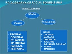 Facial Bones X-ray Positioning Guide | PDF | Imaging | Skull