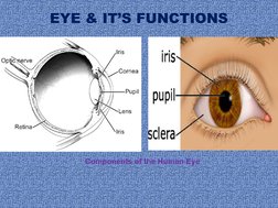 EYE & IT’S FUNCTIONS
Components of the Human Eye
