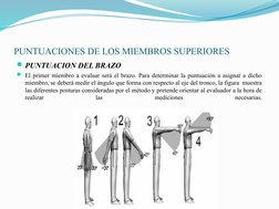 PUNTUACIONES DE LOS MIEMBROS SUPERIORES
PUNTUACION DEL BRAZO
El primer miembro a evaluar será el brazo. Para determinar la