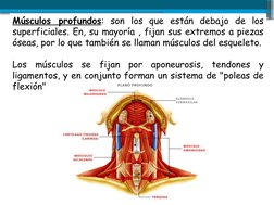 Músculos profundos: son los que están debajo de los 
superficiales. En, su mayoría , fijan sus extremos a piezas 
óseas, por