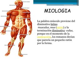 La palabra músculo proviene del 
diminutivo latino
 musculus, mus (ratón) (http://www.blogger.com/wiki/Mus_(g%C3%A9nero)) y l