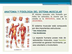 ANATOMIA Y FISIOLOGIA DEL SISTEMA MUSCULAR (http://hnncbiol.blogspot.com/2008/01/sistema-muscular_21.html)
El sistema muscula