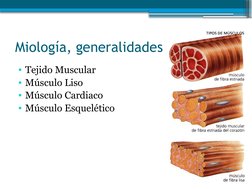 • Tejido Muscular
• Músculo Liso
• Músculo Cardiaco
• Músculo Esquelético
Miología, generalidades
