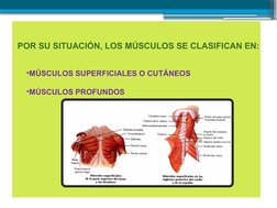 POR SU SITUACIÓN, LOS MÚSCULOS SE CLASIFICAN EN:
•MÚSCULOS SUPERFICIALES O CUTÁNEOS
•MÚSCULOS PROFUNDOS
