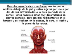 Músculos superficiales o cutáneos: son los que se 
localizan debajo de la piel y están sujetos por una o por 
dos de sus extr
